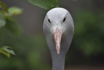 Close-up portrait of a bird