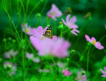 Close-up of butterfly pollinating on pink flower