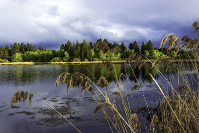 Scenic view of river by trees against cloudy sky