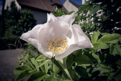 Close-up of white flowering plant