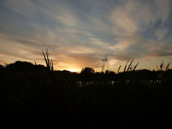 Silhouette plants on field against sky at sunset