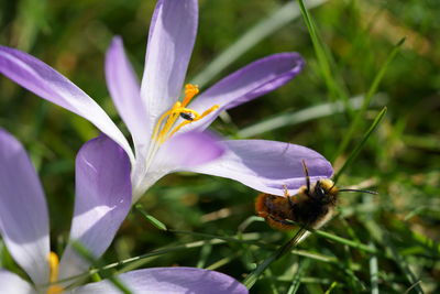 Close-up of honey bee on purple crocus flower