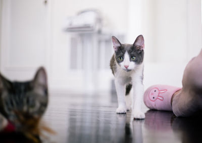 Close-up portrait of kitten