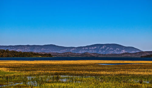 Scenic view of field against clear blue sky