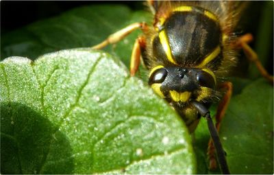 Close-up of insect on leaf