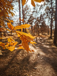 Close-up of autumn leaves on field