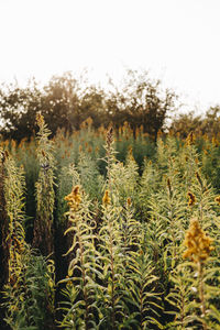 Close-up of cactus plant in field