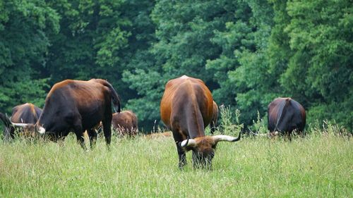 Horses in a field