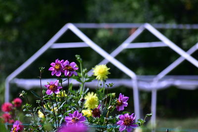 Close-up of purple flowering plants against fence