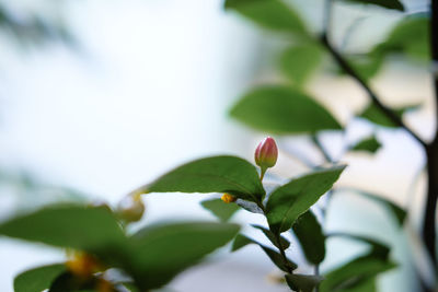 Close-up of flower growing on tree