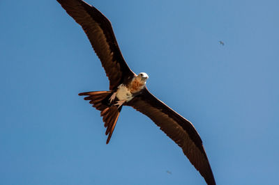 Low angle view of eagle flying against clear blue sky