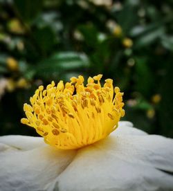 Close-up of yellow flower blooming in park