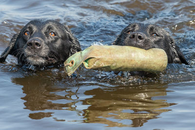 Head shot of two black labradors swimming in the water while retrieving a training dummy