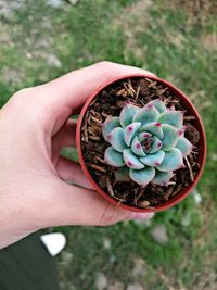 Cropped hand holding succulent plant over field