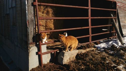 Kittens basking in the sun at entrance to barn