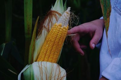 Cropped image of hand holding yellow leaf