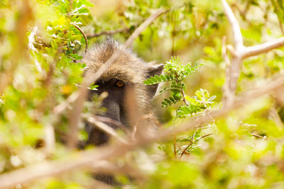 Portrait of monkey on tree