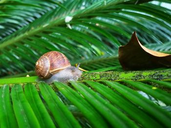 Close-up of snail on leaf