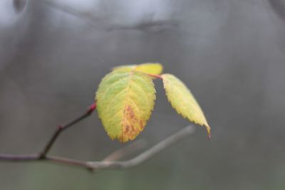 Close-up of plant