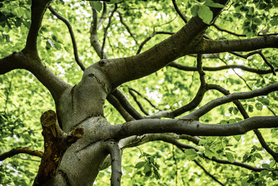 Low angle view of tree