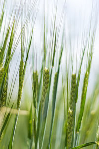 Close-up of wheat growing on field