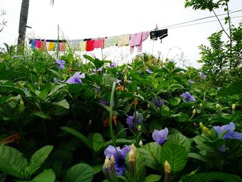 Low angle view of flowers against blue sky