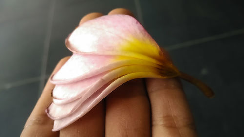 Close-up of hand holding flower