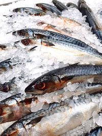 High angle view of fish for sale in market