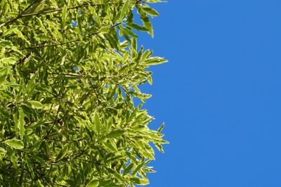 Low angle view of plant against blue sky