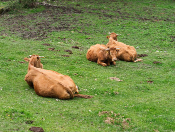 Sheep in a field