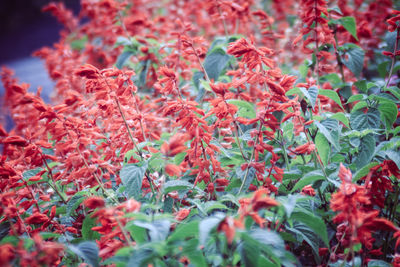 Close-up of red flowering plant on field