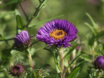 Close-up of purple flowers