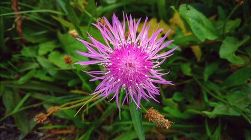 Close-up of purple thistle blooming on field