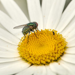 Close-up of bee pollinating on flower