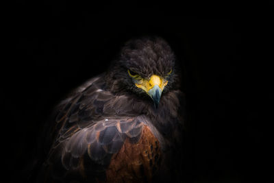 Close-up portrait of eagle against black background