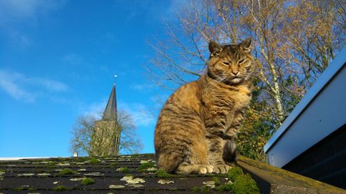 Low angle view of a cat