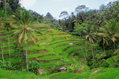 Scenic view of farm against sky