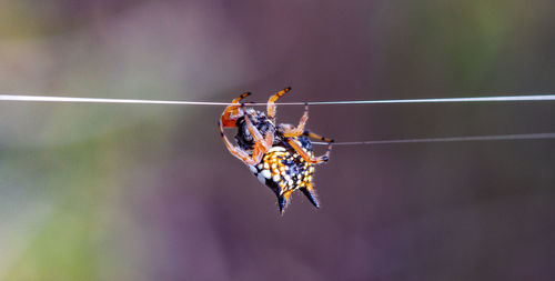 Close-up of insect on spider web