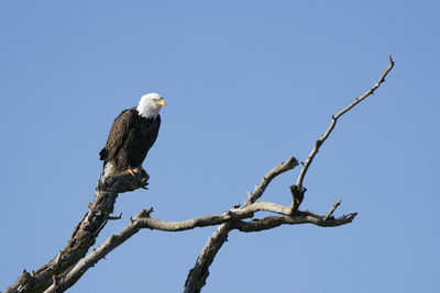 Low angle view of eagle perching on tree against sky