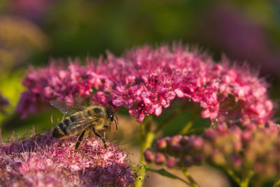 Close-up of bee on pink flowers