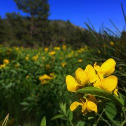 Close-up of yellow flowers blooming in field