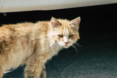 Close-up of a cat looking away