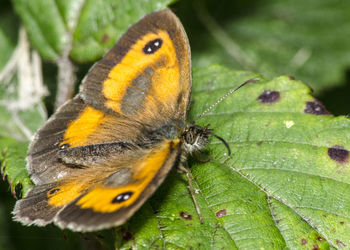 Close-up of butterfly perching on yellow leaf