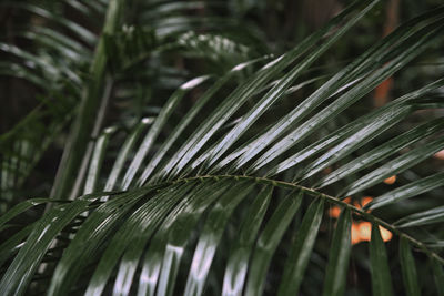 Close-up of palm leaf