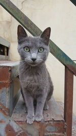 Portrait of cat sitting on staircase