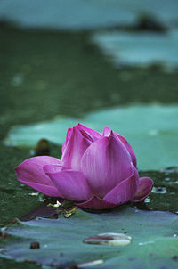 Close-up of lotus water lily on frozen lake