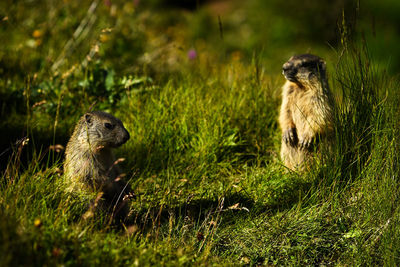 Close-up of alpine marmot on field