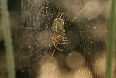 Close-up of spider on web