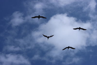 Low angle view of birds flying in sky