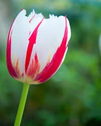 Close-up of pink flower
